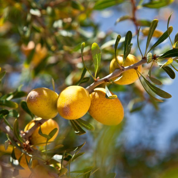 Comment utiliser l'huile d'argan pour protéger votre peau en hiver