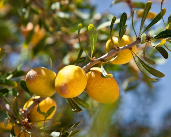 Comment utiliser l'huile d'argan pour protéger votre peau en hiver