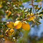 Comment utiliser l'huile d'argan pour protéger votre peau en hiver